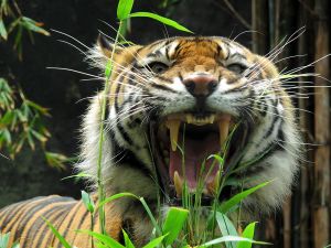 Sumatran Tiger Teeth
